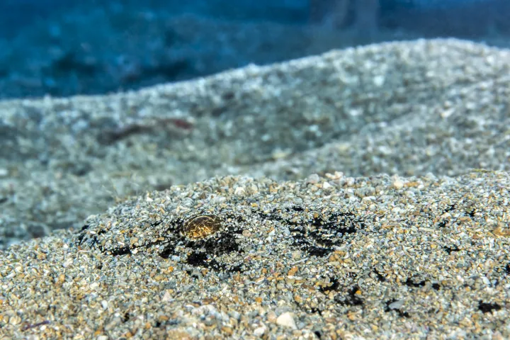 a shark is barely visible hidden in the sand