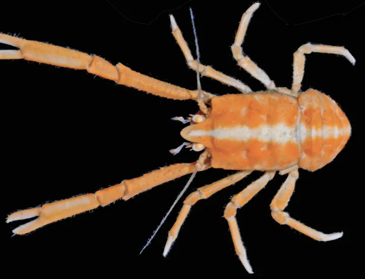 an orange lobster with a white stripe down its back sits on a black backgrund
