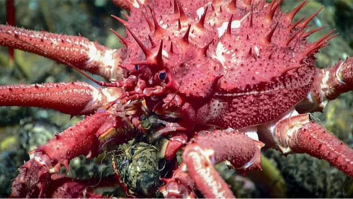 a closeup on a pink king crab