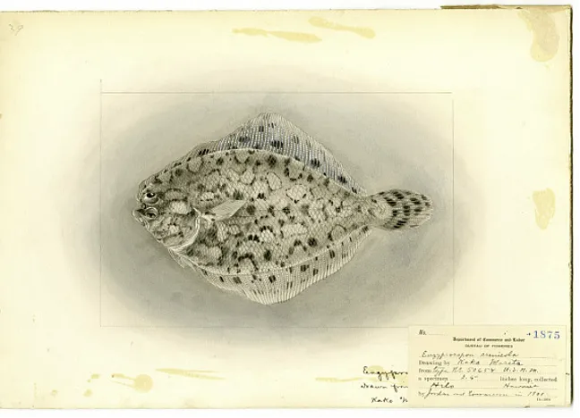 an illustration of a spotted flatfish