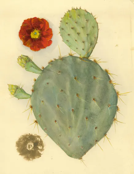 an illustration of of a cactus