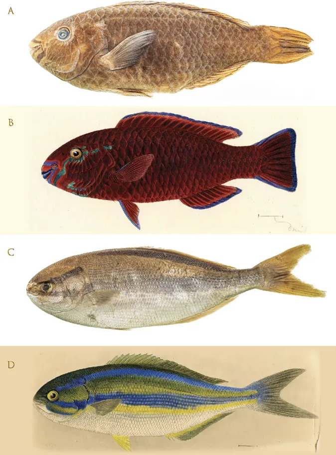 photos of dead fish specimens next to their colorful illustrations