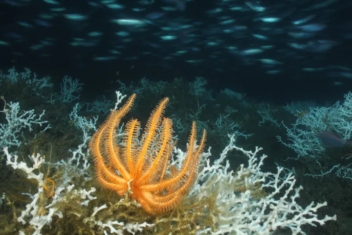 an orange sea star at the bottom of the sea