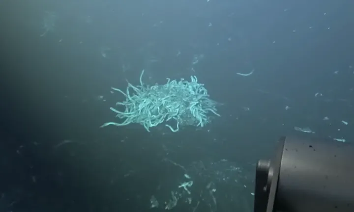 a pile of white tube worms