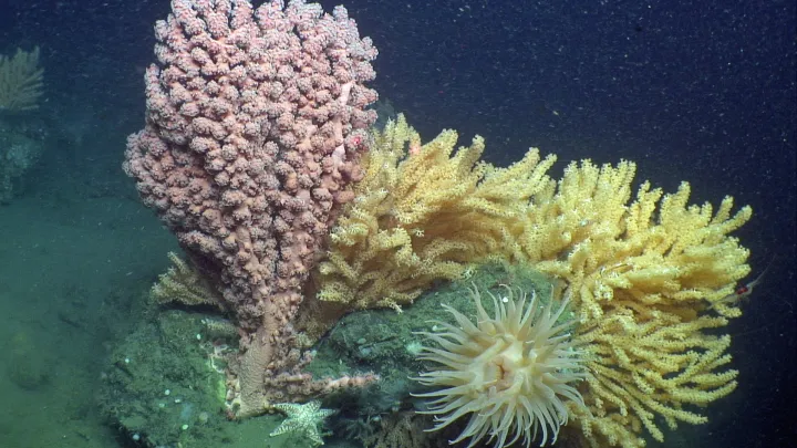 different colored corals on the seafloor