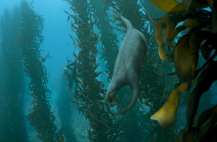 a sloth eat kelp in a kelp forest