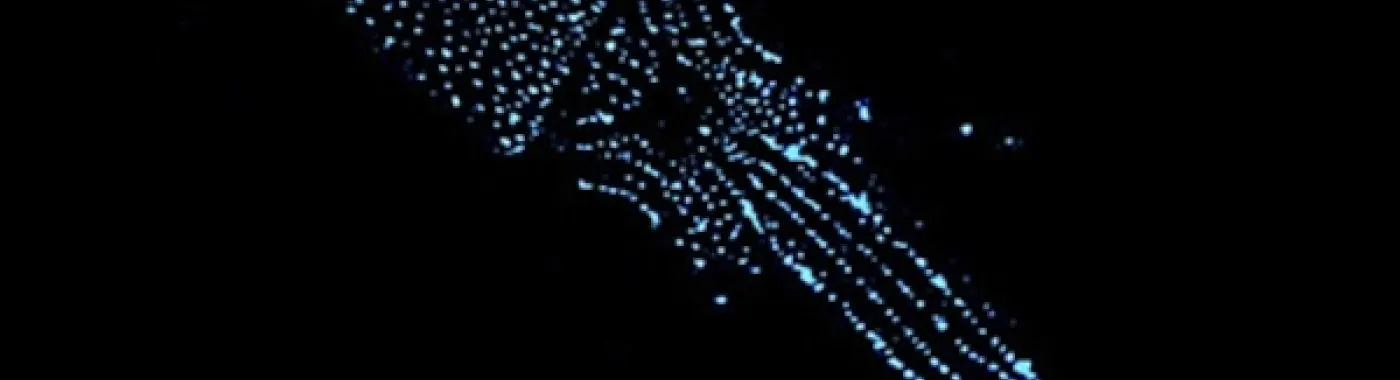 A photo of a squid using bioluminescence to hide in the deep sea. 