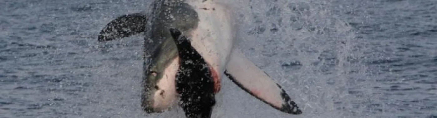 Great White Sharks breach to hunt -- with split-second timing they grab their prey in one swift snatch. Follow the whole breaching action in this slideshow.