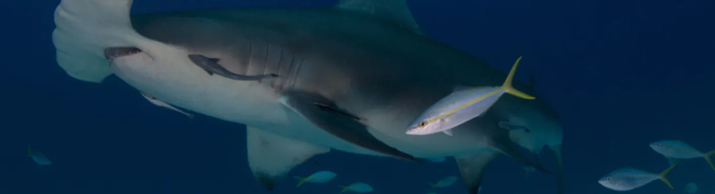 Great hammerhead in Bimini, Bahamas.