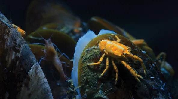 An orange crab sits on a mollusc