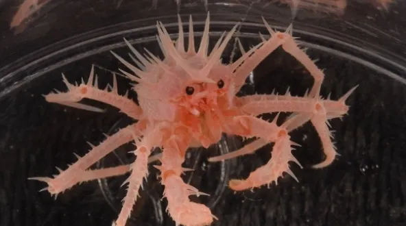 a small spikey crab sits on a black background