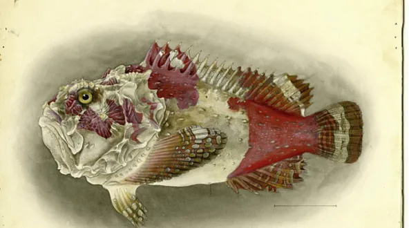 a red and white fish illustration