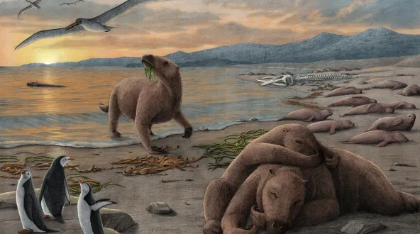 sloths sleep on a beach near penguins