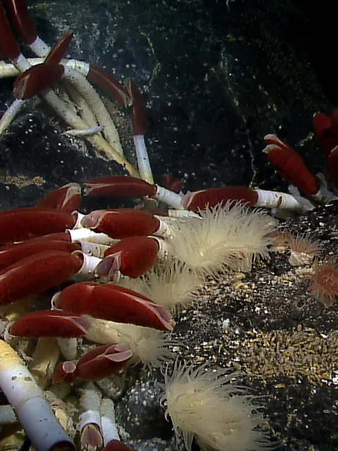 Red and white worms on the sea floor.