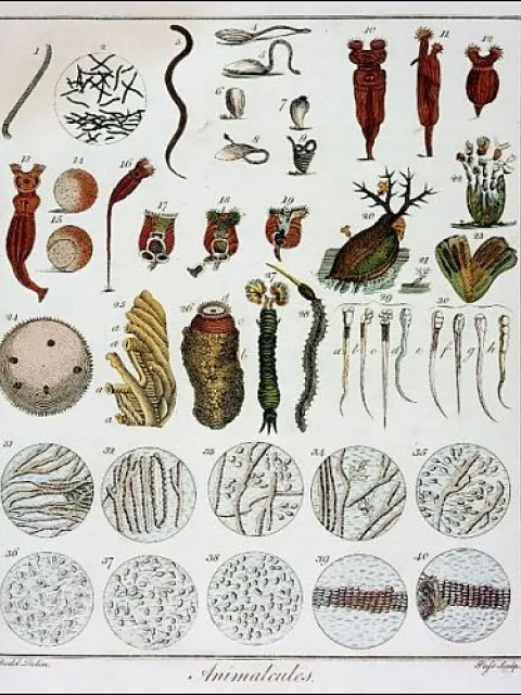An assortment of microbe illustrations seen by Leeuwenhoek under the microscope.