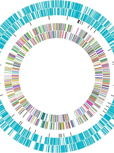 Many colored lines make up a circle representing the Prochlorococcus genome.