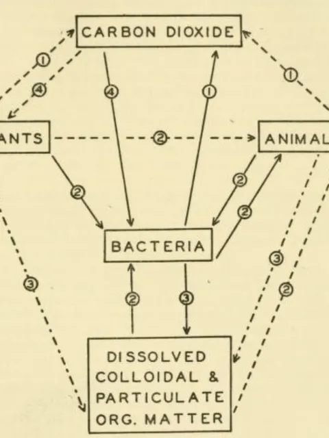 A diagram showing marine carbon cycle.