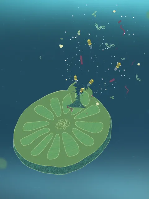 A green phytoplankton is coming apart where a yellow virus attacks it.