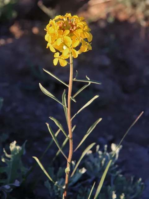 a cluster of yellow flowers on the end of a sparse stem