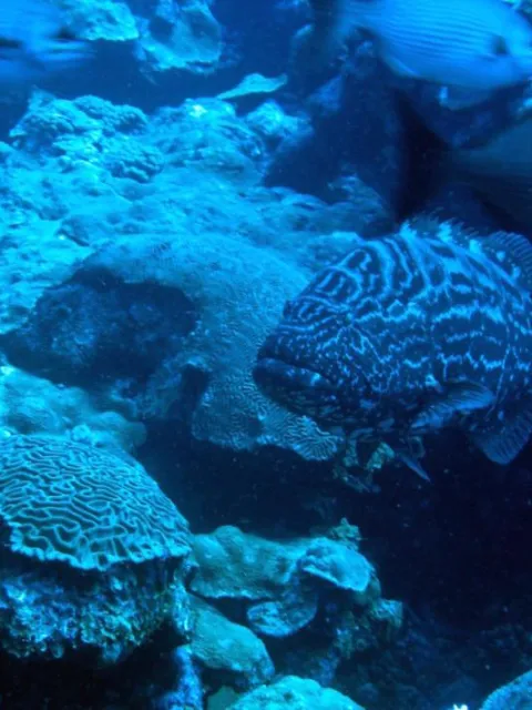 A black grouper swims on the coral reef