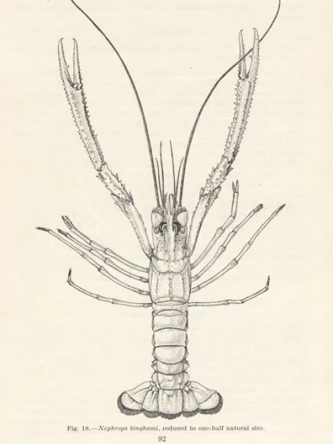 Illustration of a lobster