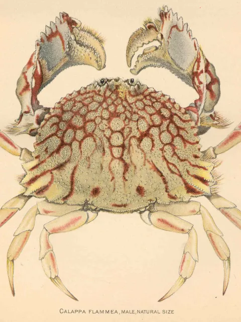 An illustration of a crab
