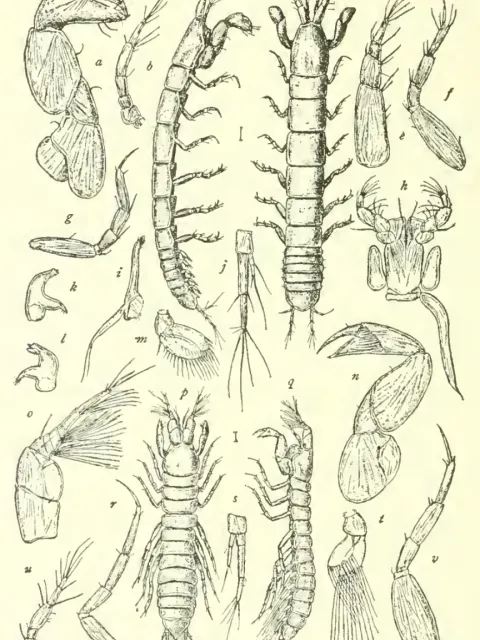 Drawings of crustacean parts