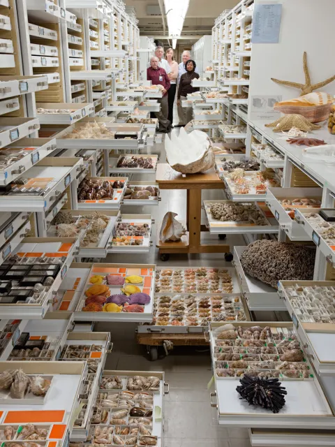 A corridor with drawers full of mollusks