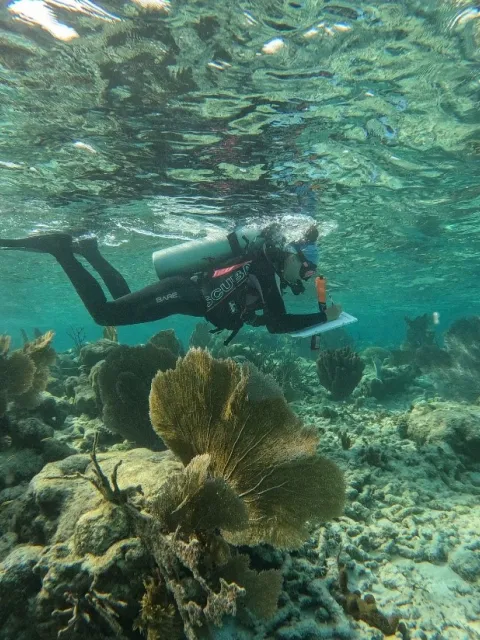 a diver swims in an aqua ocean above coral