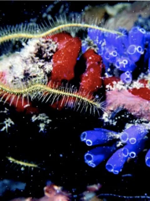 a close up of a brittle star on a blue sponge