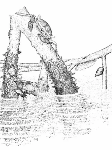 worms, algae and mangrove leaves