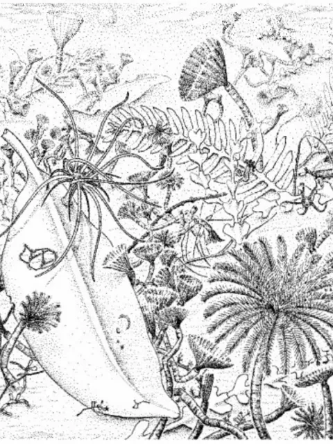 a drawing of the underwater mangroves